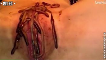 令人头皮发麻的虫交蚯蚓在女人阴道上蠕动视频