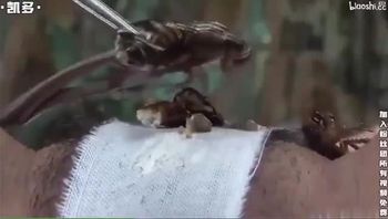 五马分尸的蟑螂放在老女人逼上摩擦感受虫交刺激视频