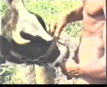 欧美肌肉男把奶牛当作老婆一牛一人展开激情人兽性交视频